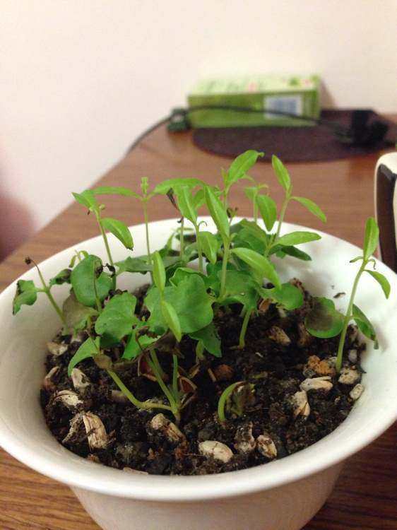 石榴除了晶莹剔透的果肉很诱人,种下果核还能长出貌美的小树林