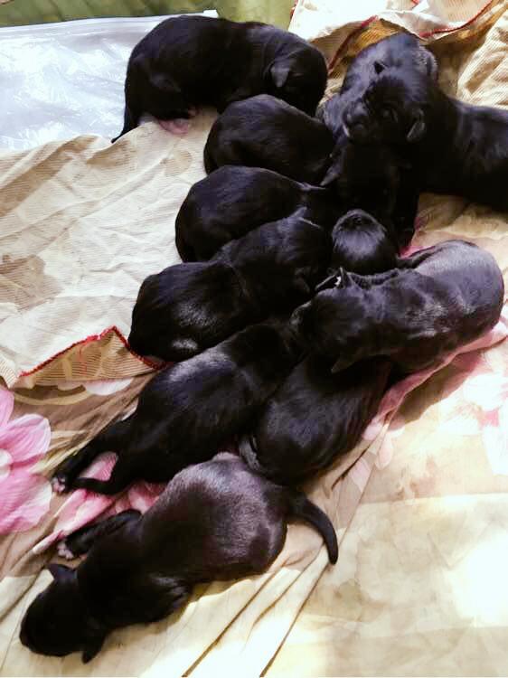 金毛一连生了8只黑色小狗,主人从此和邻居关系降到冰点