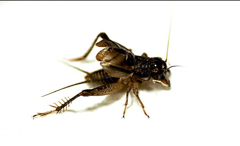 这小东西学名蟋蟀,"外号"却一大堆:将军虫,油葫芦,莎鸡,斗鸡,夜鸣虫