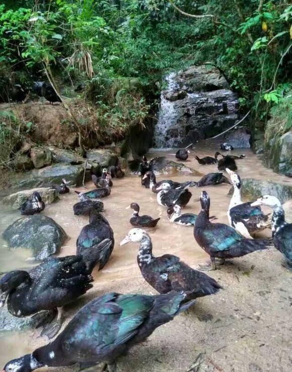 农村老家养了些土黑鸭, 能卖出价钱么? 娶媳妇彩礼就指望它