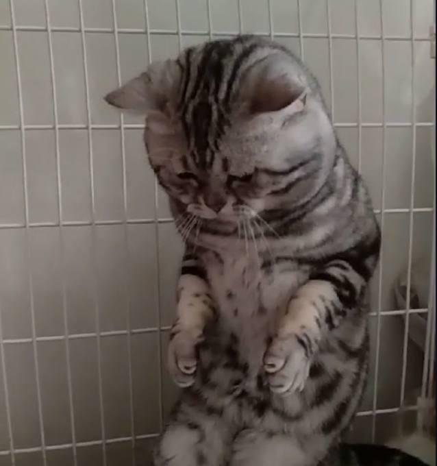这只猫咪的表情十分悲伤铲屎官别难过要多少小鱼干都给你