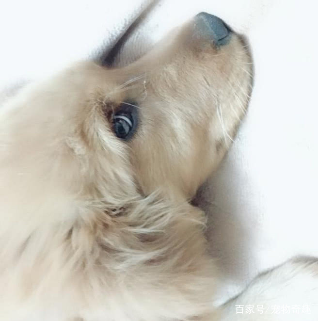 半夜听到金毛来敲门 看着它无助的眼神 看着它心疼到无法呼吸