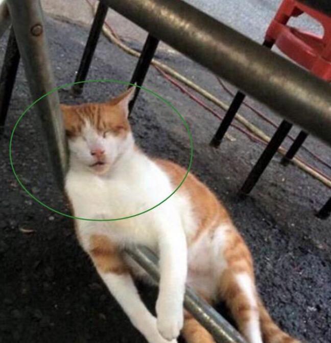 猫咪|铁杆|姿势_新浪新闻