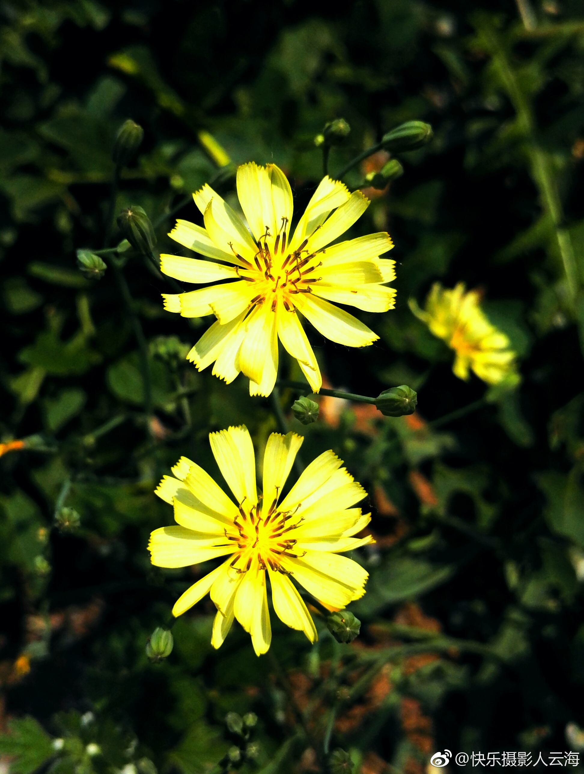 植物花卉一组小花小苦菜
