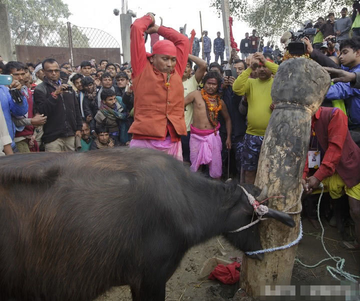 印度教教徒屠杀上万水牛,祭祀神灵祈福,屠宰场内尸横遍野