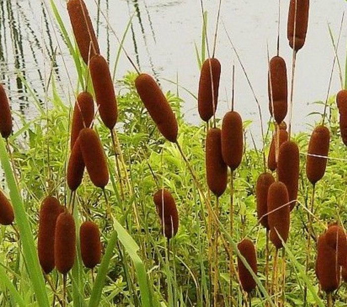 南方农村这20元一斤的野菜,不仅美味,还可做扇子|南方|扇子|蒲草_新浪