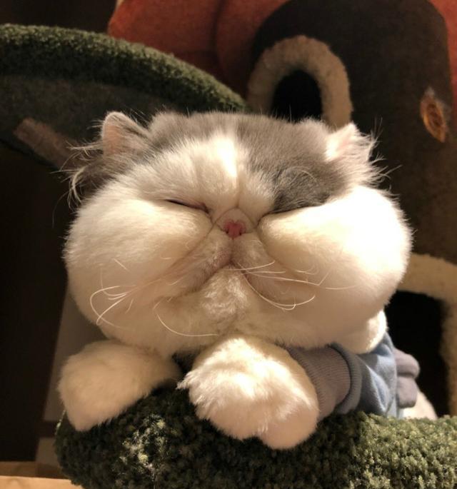 五个月大的加菲猫史上无敌大饼脸萌得就像动画片里出来的