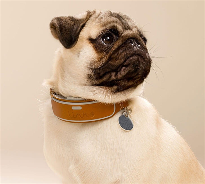 看狗狗在英国的法律受怎样的保护国内让狗狗背了不少的锅