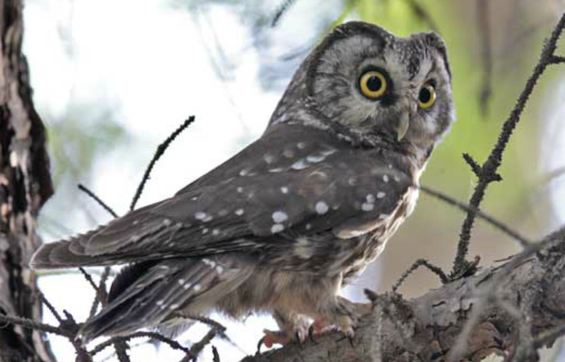 鬼鸮叫声多变的一种鸟