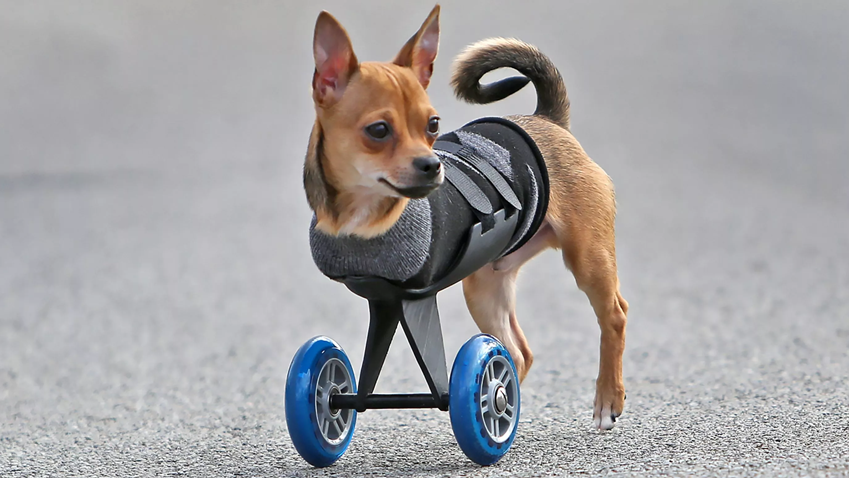 老外为残疾狗狗,设计了2条假"腿",这才是科技的真正意义!