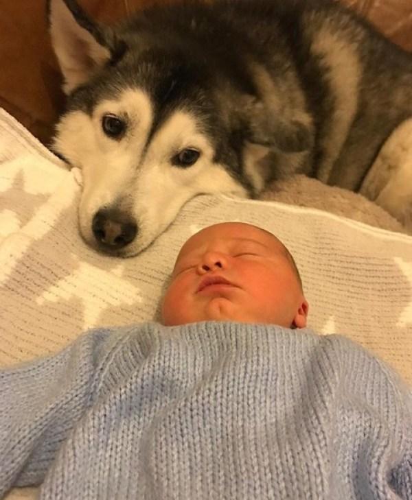 英国一对住在曼彻斯特的夫妻养了二只哈士奇 —米莉和鲁伯特.