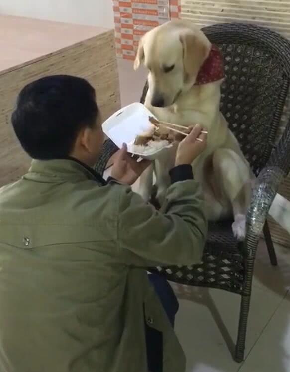 主人拿筷子喂狗吃饭伺候孩子一样网友感叹活得不如狗