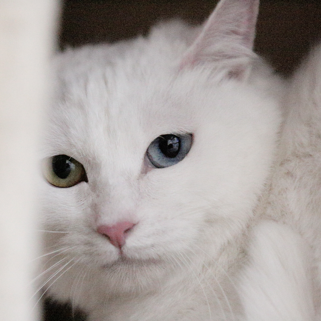 来看一下翠花的绝世美颜,今天是个小淑女哦