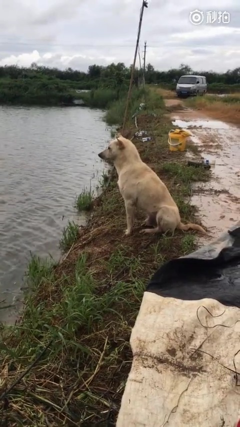 男生对女生的称呼从宝贝到二狗子的全过程,爱