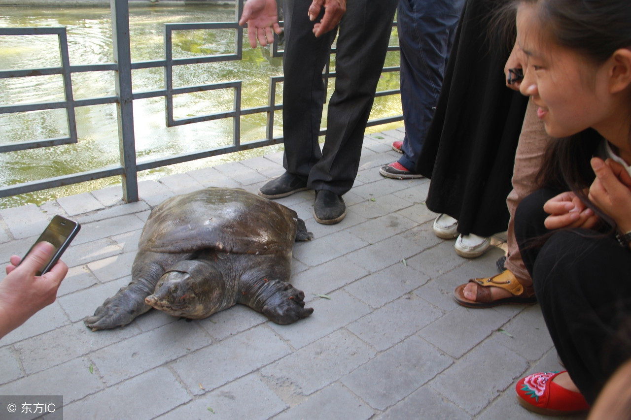 渔民捕获百岁巨"鳖" 有人花1.2万放生_新浪看点