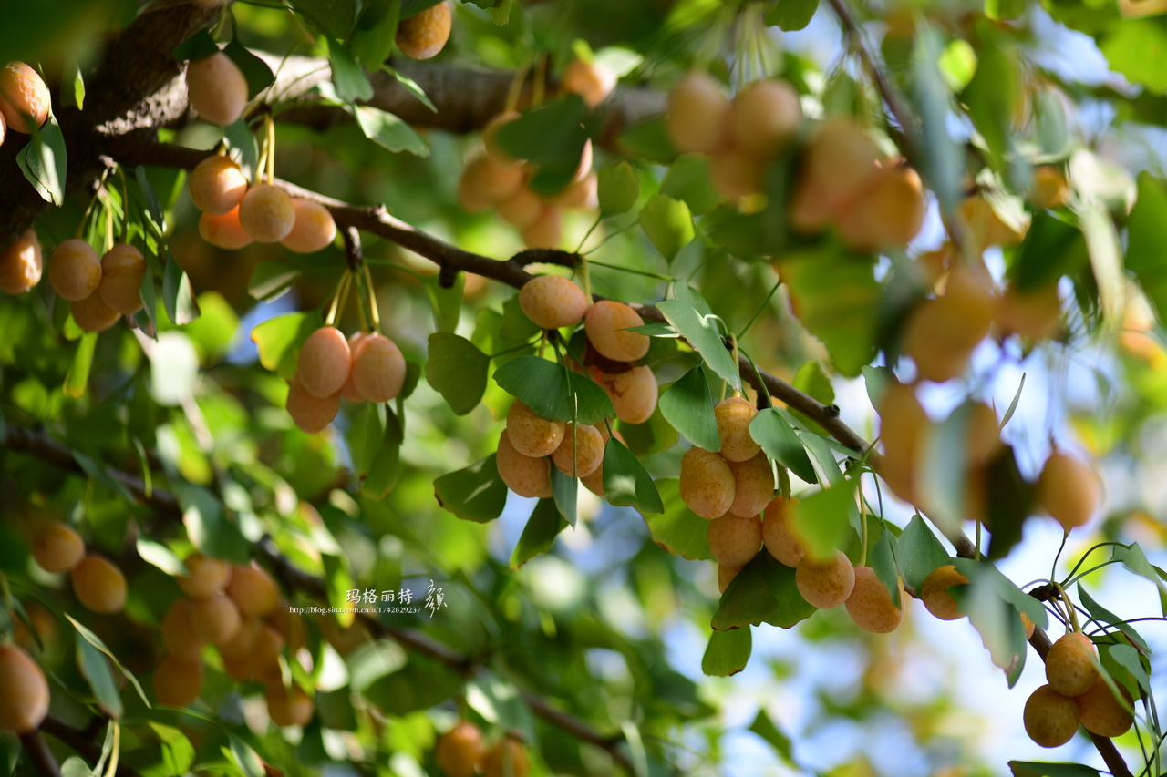 你注意到没路边的银杏结果子了哦比树叶提前满树的金黄报告