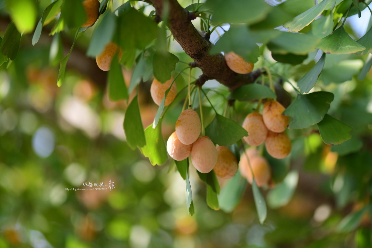 你注意到没路边的银杏结果子了哦比树叶提前满树的金黄报告