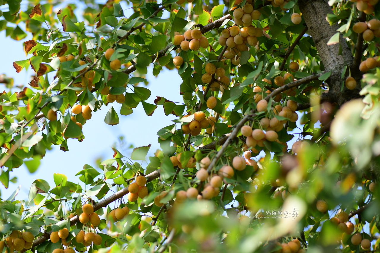 你注意到没路边的银杏结果子了哦比树叶提前满树的金黄报告