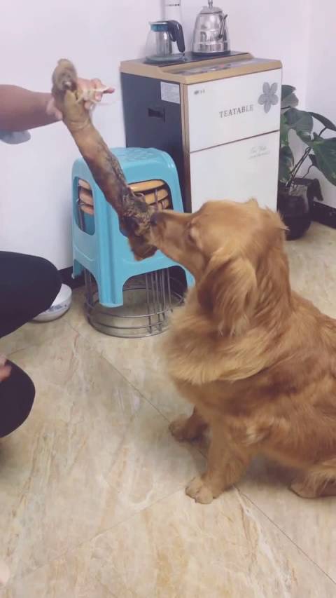好大一条猪腿子 迷之微笑 经典幽默搞笑视频