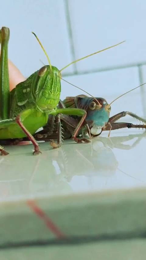 蝗虫和蝈蝈的区别看明白了吧