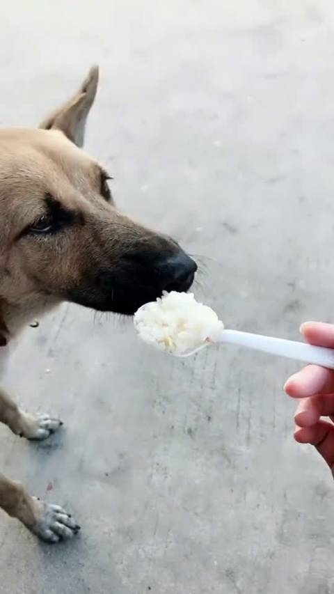 我的早饭,狗都不吃还是一脸的嫌弃