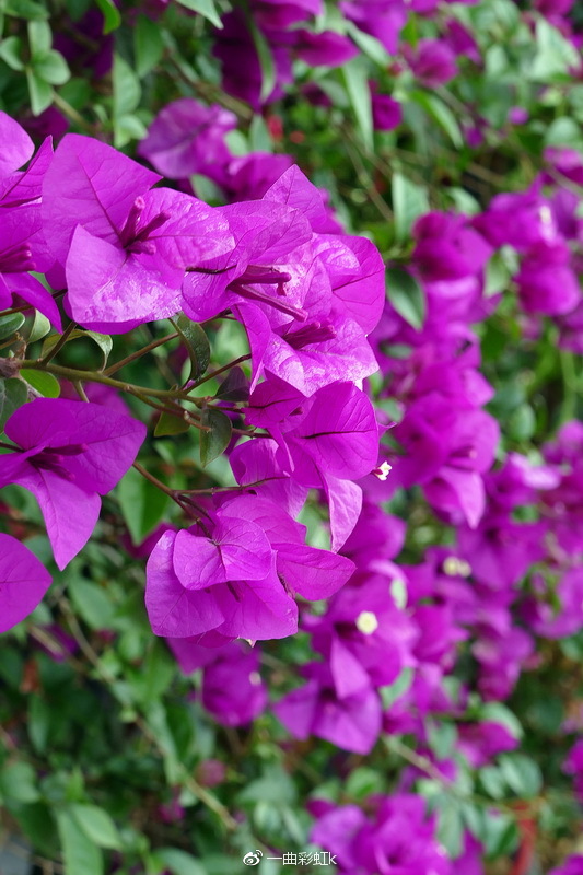 五彩田园观玉林市花三角梅