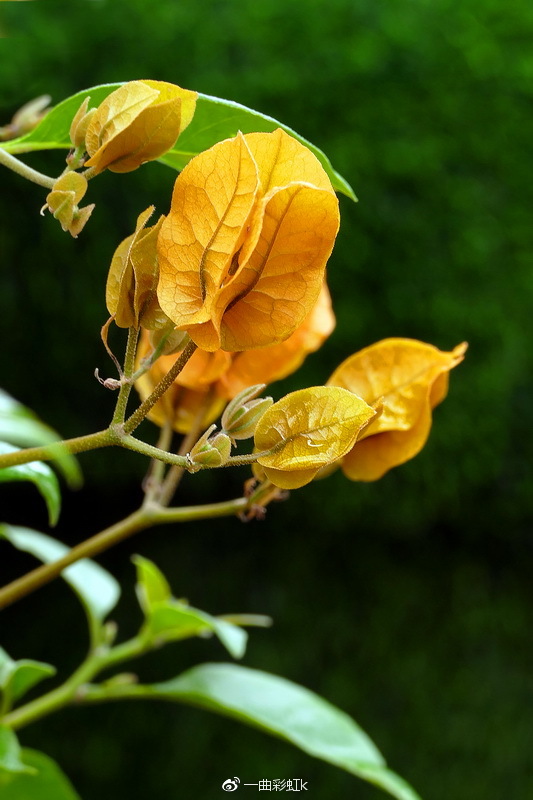 五彩田园观玉林市花三角梅