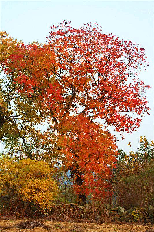 这里就是位于湖北省大悟县的红叶乌桕树,每年到了这个季节,大悟的乡下