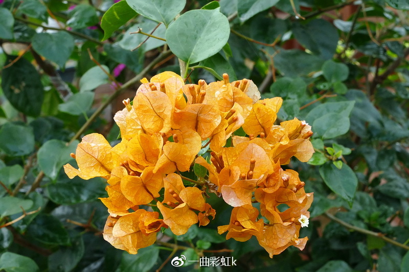 五彩田园观玉林市花三角梅