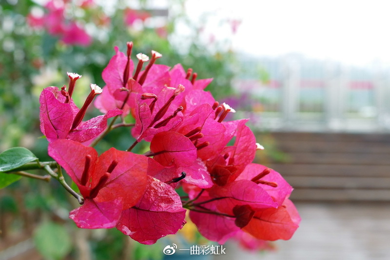 五彩田园观玉林市花三角梅