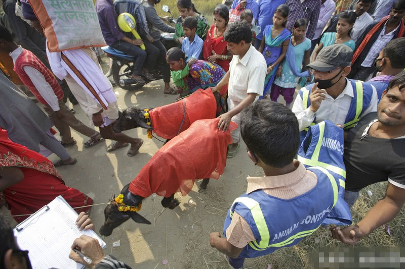 印度教教徒屠杀上万水牛,祭祀神灵祈福,屠宰场内尸横遍野