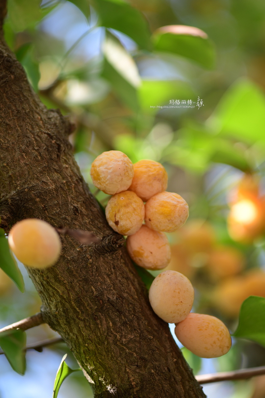 你注意到没路边的银杏结果子了哦比树叶提前满树的金黄报告