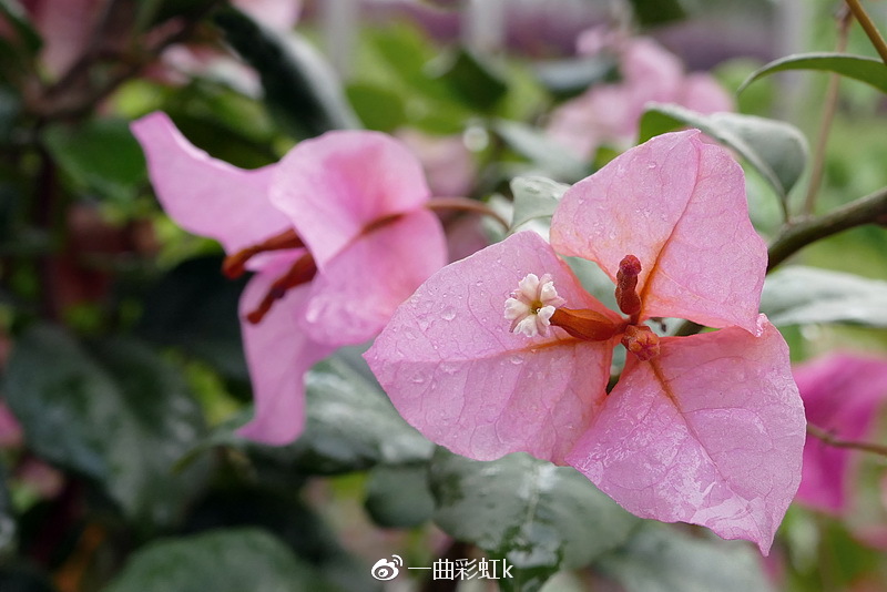 五彩田园观玉林市花三角梅