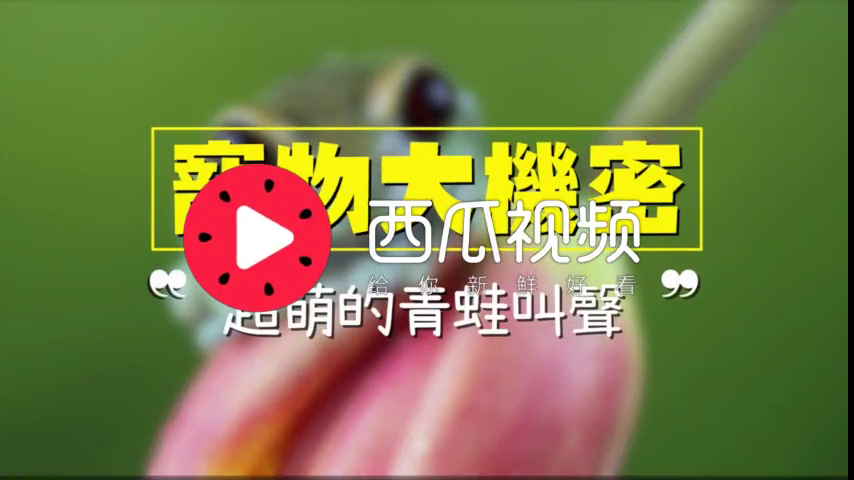 想用超萌叫声吓跑敌人的南非沙漠雨蛙