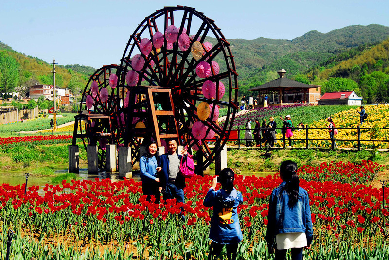 浪漫花千谷 万里春色惹人醉 河南西九华山300万株郁金香争相怒放