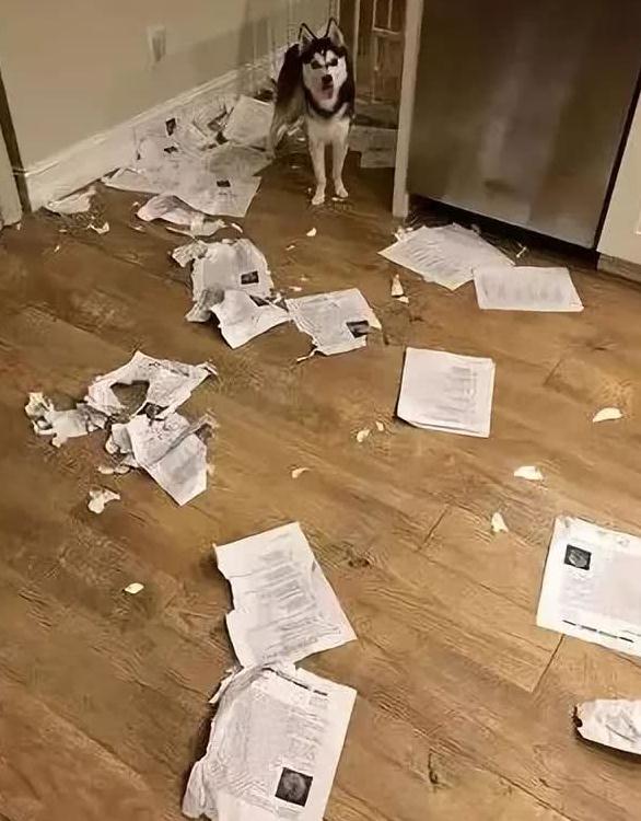 老师将作业带回家批改,没想到却被二哈全撕烂,学生拍手叫好