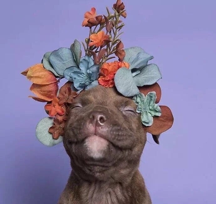 法国摄影师sophie gamand为狗狗戴上了花朵头冠