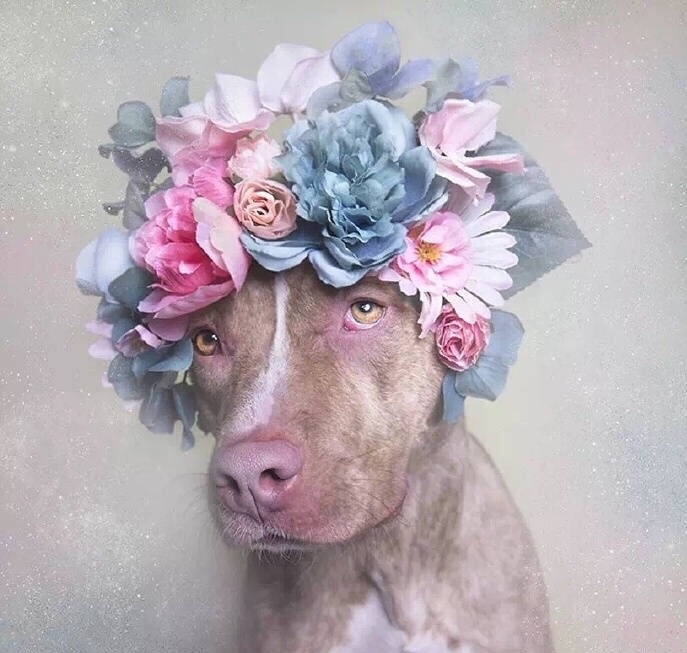 法国摄影师sophie gamand为狗狗戴上了花朵头冠