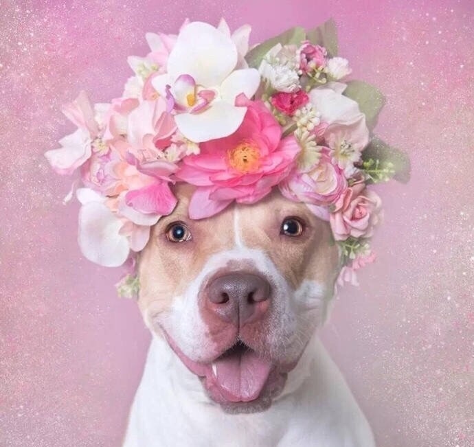法国摄影师sophie gamand为狗狗戴上了花朵头冠