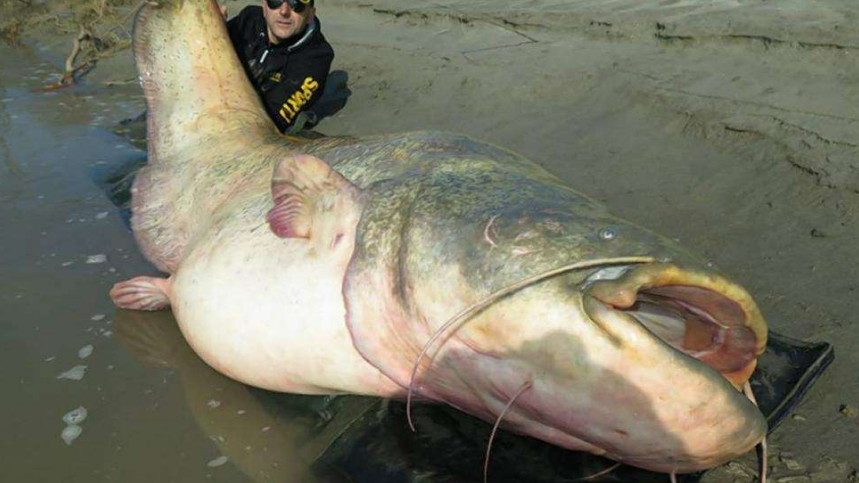 鲶鱼这么好吃,为什么越来越多的人却不再吃了?