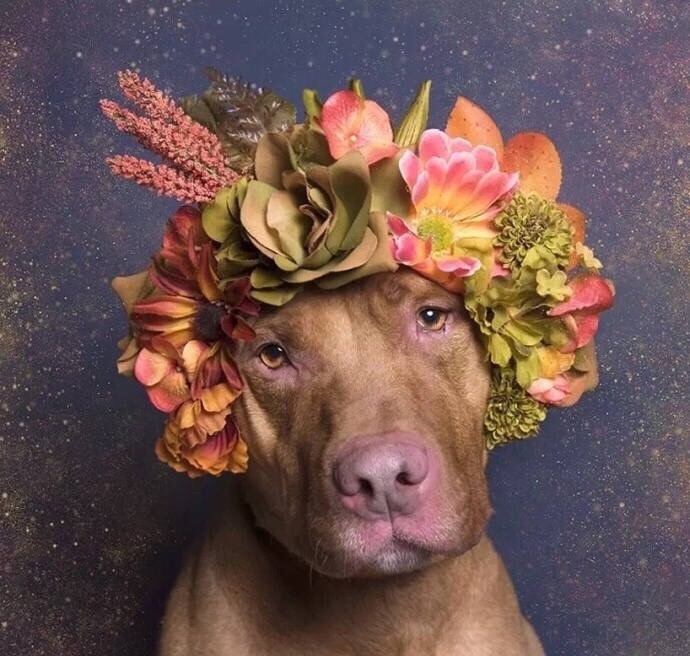 法国摄影师sophie gamand为狗狗戴上了花朵头冠
