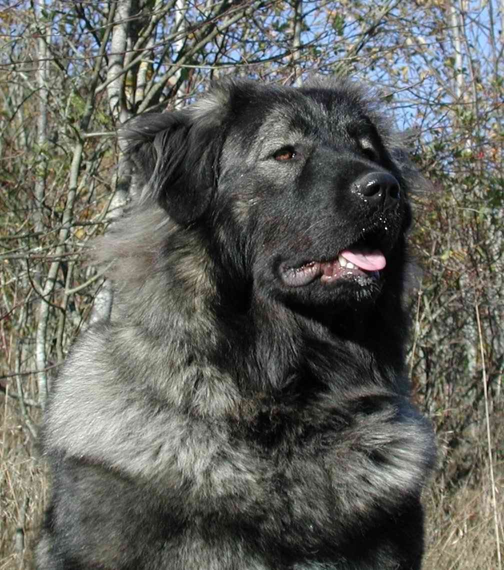 例如俄罗斯的高加索犬,美国的比特犬等等,这些大型猛犬凭借它们独有的