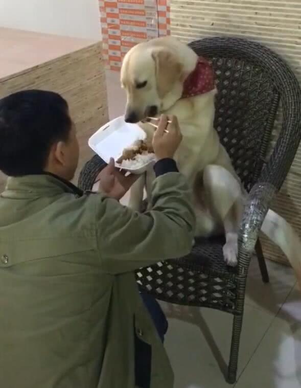主人拿筷子喂狗吃饭,伺候孩子一样,网友感叹:活得不如狗
