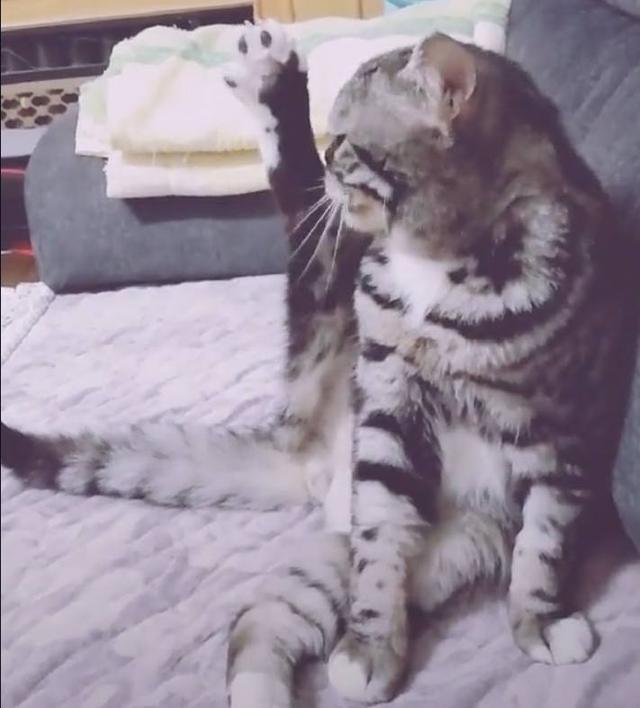 猫咪舔脚舔到一半不行了让我吐一会缓一下有点反胃