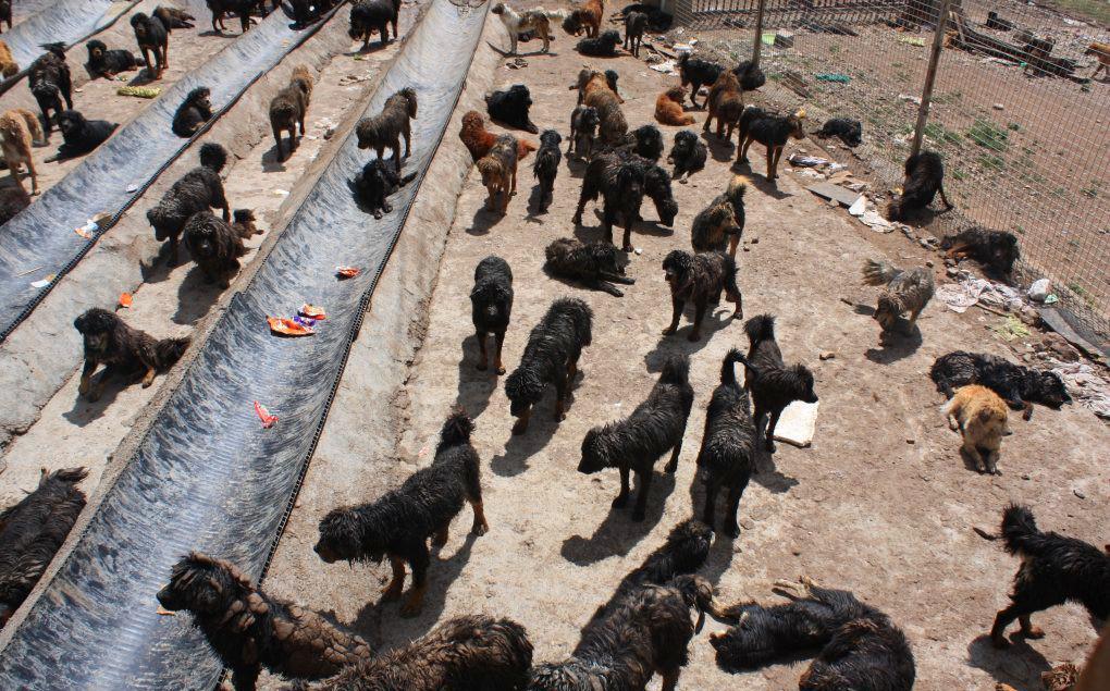 如今只卖2万, 却无人问津|藏獒|獒犬|养殖场_新浪网