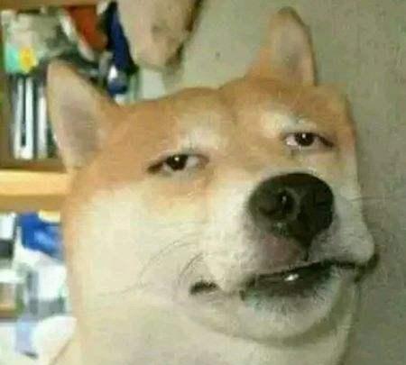 你被狗狗鄙视过吗?