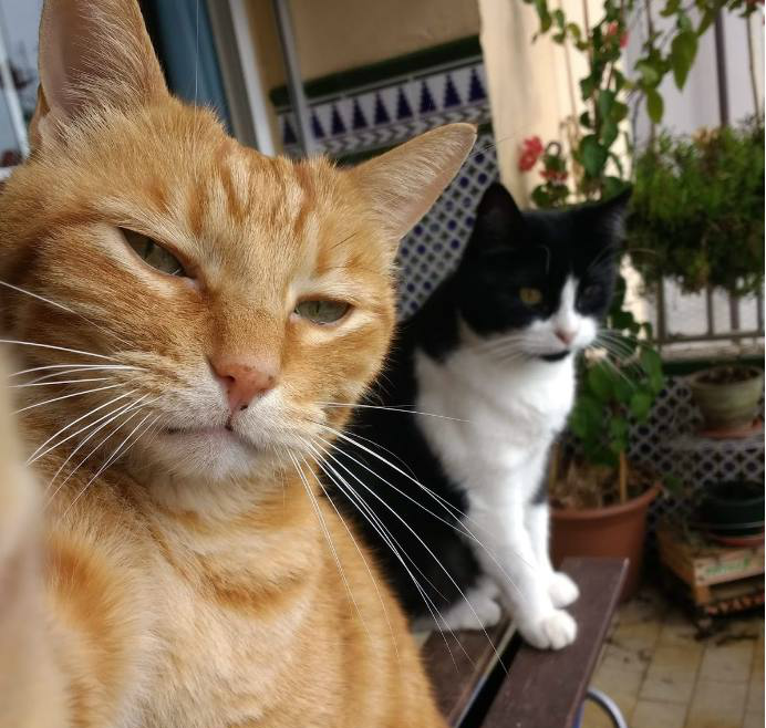 橘猫的霸气那只黑白猫永远学不来6张爆笑的猫咪囧图笑哭