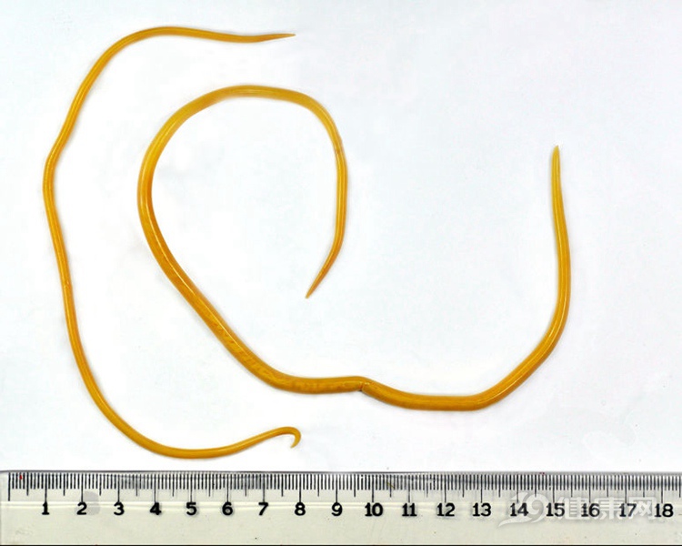 还有一些病鸡鸭,病牛羊肉中产生大量的寄生虫,会埋下患脑囊虫的隐患.