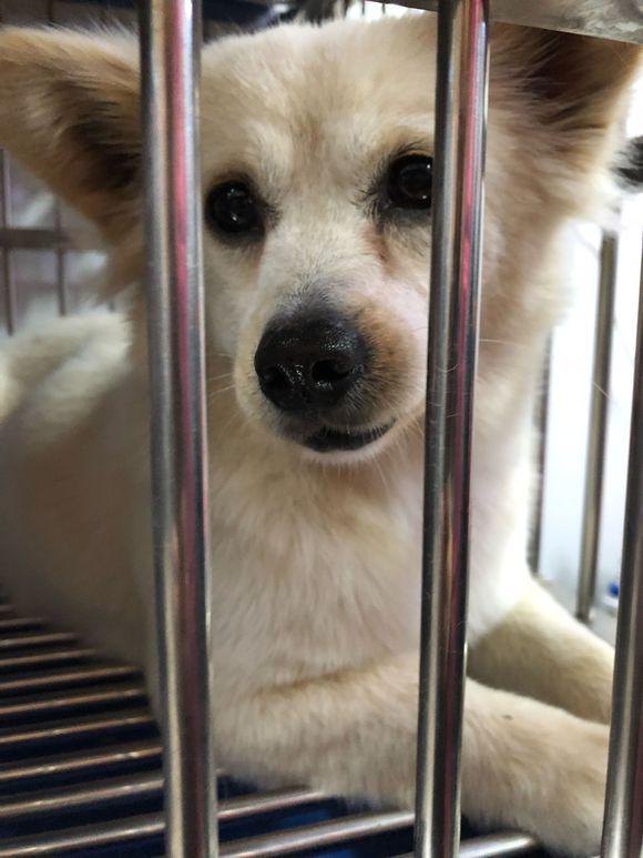 流浪狗跟主人回家,后来发现狗狗怀孕遗弃街头,看着好可怜!