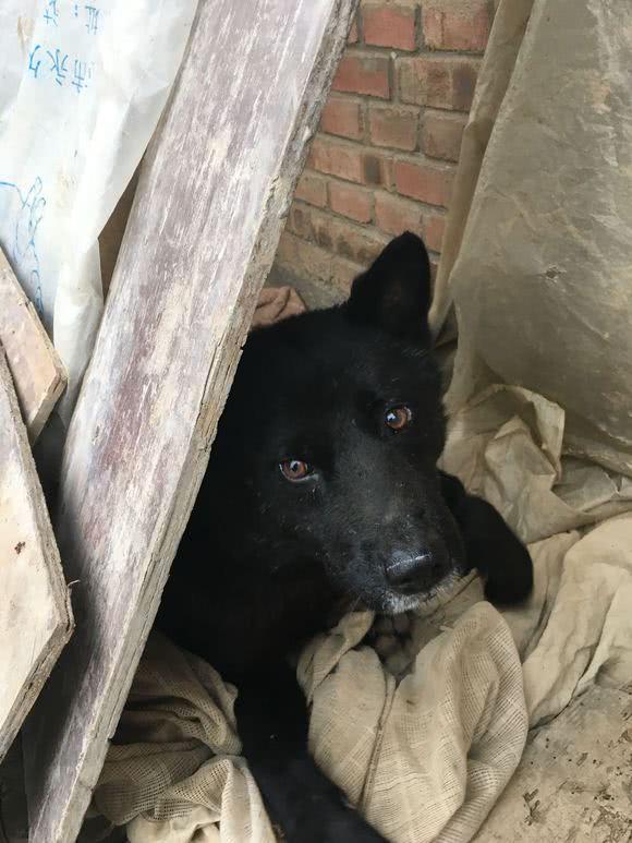 趁狗妈妈不注意的时候抱走小狗仔狗妈妈回来后难过的掉了眼泪